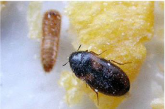 Hamgæra, lirfa og fullorðið dýr